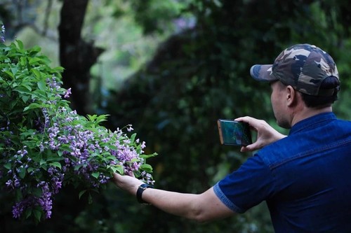 Tourists dazzled by purple flowers on Son Tra Peninsula - ảnh 5