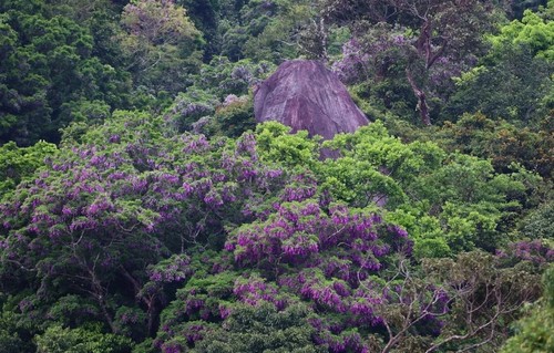 Tourists dazzled by purple flowers on Son Tra Peninsula - ảnh 6
