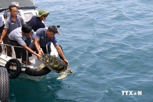 Binh Thuan releases three rare turtles back into the wild - ảnh 1