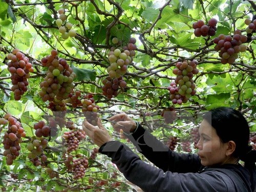 Nông dân Ninh Thuận trồng nho phát triển bền vững - ảnh 1