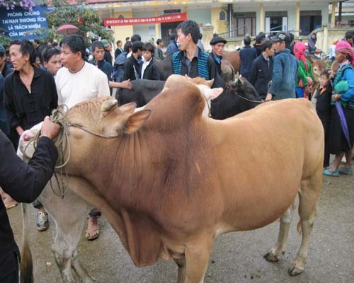 Nghề nuôi bò thương phẩm trên cao nguyên đá Hà Giang - ảnh 1