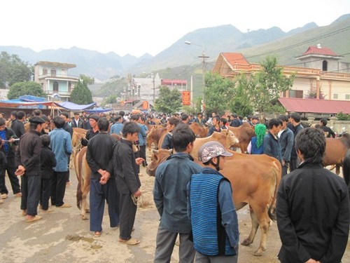 Nghề nuôi bò thương phẩm trên cao nguyên đá Hà Giang - ảnh 2