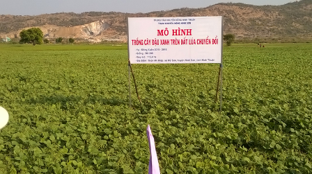  Ninh Thuận chuyển đổi cây trồng phù hợp với nắng hạn - ảnh 2