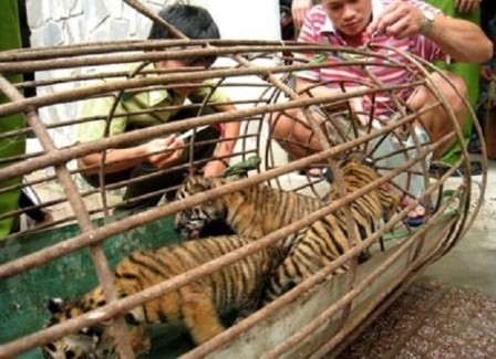 Việt Nam hợp tác cùng cộng đồng quốc tế bảo vệ động vật hoang dã - ảnh 2