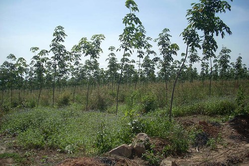 Tăng cường công tác bảo vệ và phát triển rừng - ảnh 1