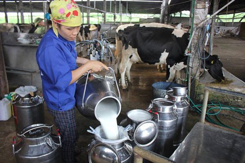 Lần đầu tiên Việt Nam xuất khẩu sữa chính ngạch sang Trung Quốc - ảnh 1