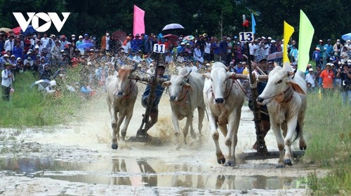 Tưng bừng Hội đua bò Bảy Núi An Giang - ảnh 1