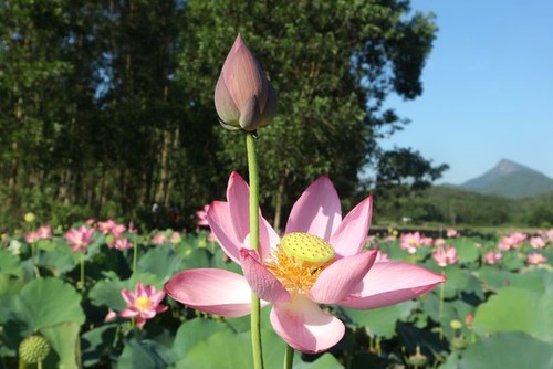 Exploring stunning lotus flower fields of Quang Nam - ảnh 2