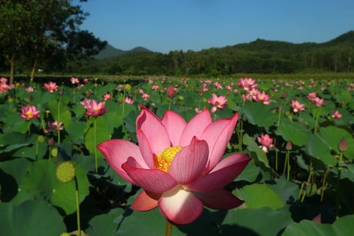 Exploring stunning lotus flower fields of Quang Nam - ảnh 3