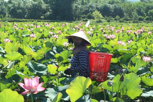 Exploring stunning lotus flower fields of Quang Nam - ảnh 6