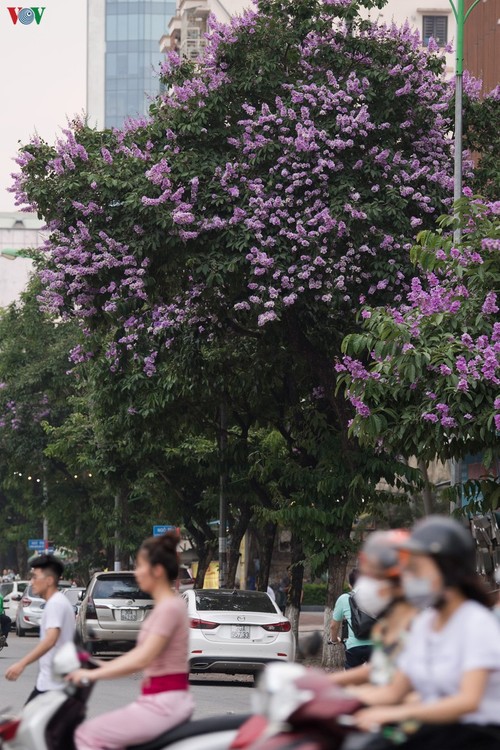 Hoa bằng lăng khoe sắc “nhuộm tím” đường phố Hà Nội - ảnh 2