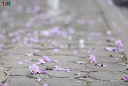 Hoa bằng lăng khoe sắc “nhuộm tím” đường phố Hà Nội - ảnh 12