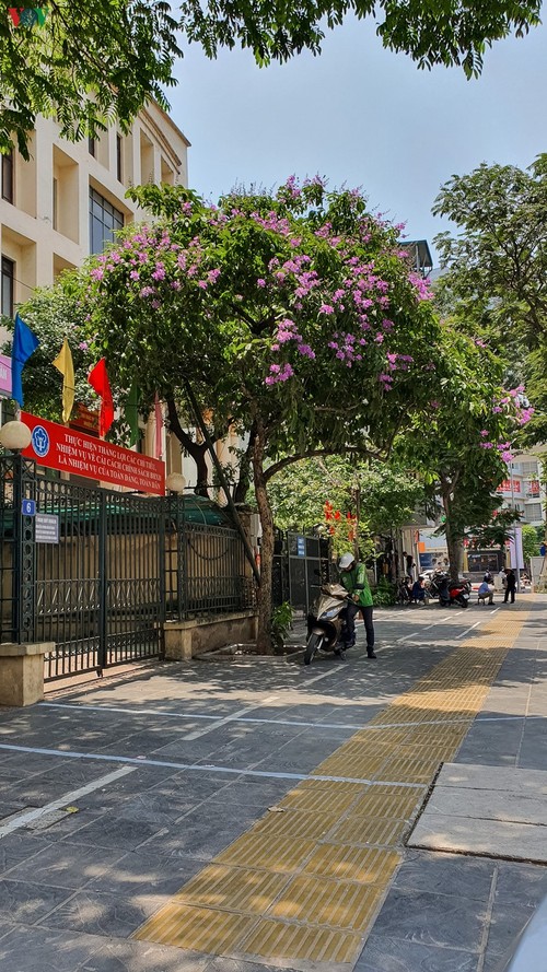 Hoa bằng lăng khoe sắc “nhuộm tím” đường phố Hà Nội - ảnh 13