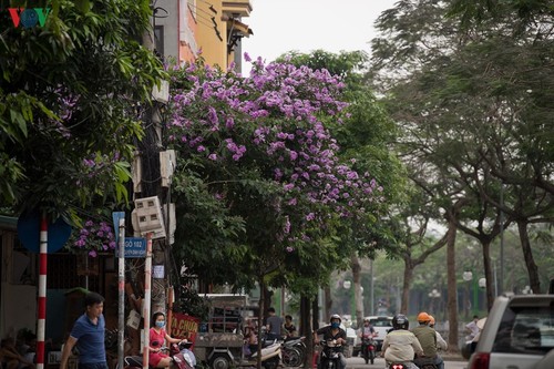 Hoa bằng lăng khoe sắc “nhuộm tím” đường phố Hà Nội - ảnh 15