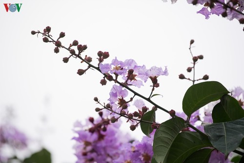 Hoa bằng lăng khoe sắc “nhuộm tím” đường phố Hà Nội - ảnh 11