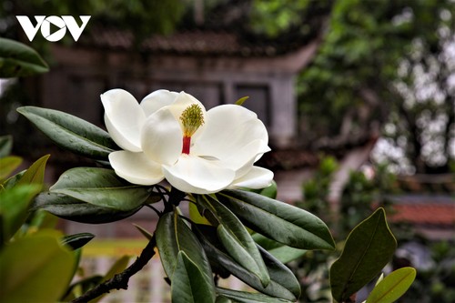 Về chùa Bối Khê, Hà Nội chiêm ngưỡng vẻ đẹp tinh khiết của hoa sen đất - ảnh 2