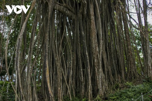 Vẻ đẹp của cây đa cổ khổng lồ có tuổi đời trên 300 năm tuổi - ảnh 3