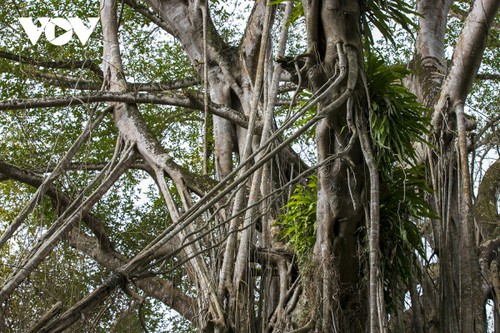 Vẻ đẹp của cây đa cổ khổng lồ có tuổi đời trên 300 năm tuổi - ảnh 4