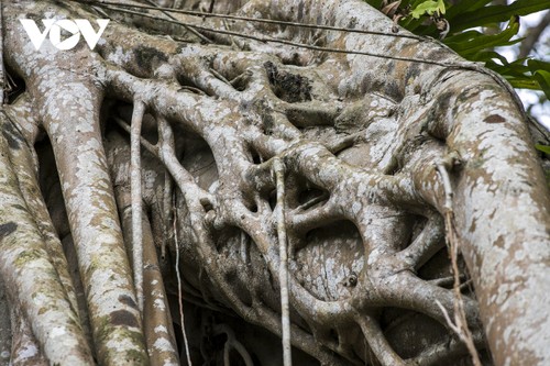 Vẻ đẹp của cây đa cổ khổng lồ có tuổi đời trên 300 năm tuổi - ảnh 5