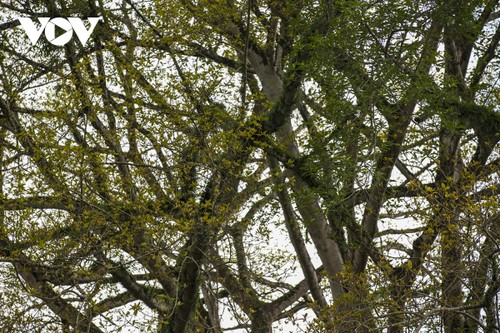 Vẻ đẹp của cây đa cổ khổng lồ có tuổi đời trên 300 năm tuổi - ảnh 9