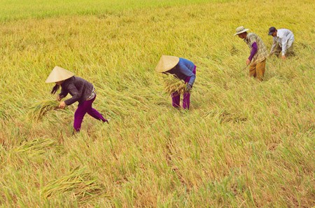 Vietnam prioriza inversiones en desarrollar la agricultura y las zonas rurales - ảnh 1