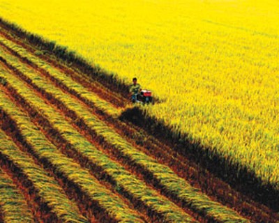 Vietnam prioriza inversiones en desarrollar la agricultura y las zonas rurales - ảnh 2