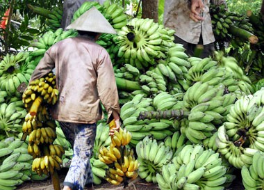 Impacto en Vietnam propiedades curativas del plátano y el mango - ảnh 2