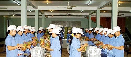 Vietnam proyecta estabilizar exportación de frutas del Dragón - ảnh 2