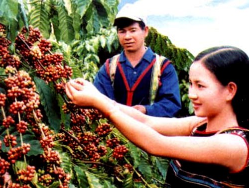 Vietnam: primer exportador mundial de café, hacia un desarrollo sostenible  - ảnh 1