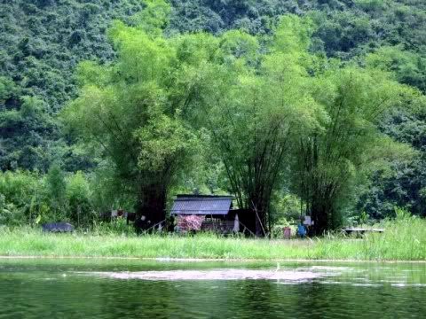 El bambú en la vida de los vietnamitas - ảnh 1
