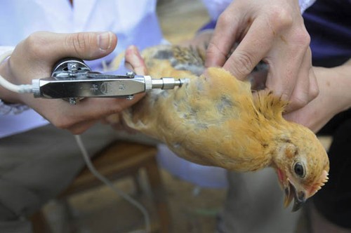 Casos contagiados con gripe aviar H7N9 en China ascendieron a 60 - ảnh 1