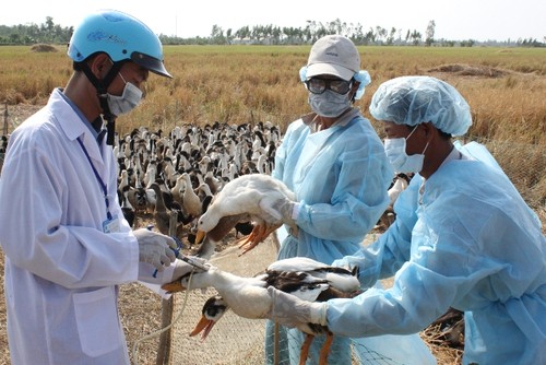 Vietnam se mantiene libre de amenaza de la gripe aviar H7N9 - ảnh 1