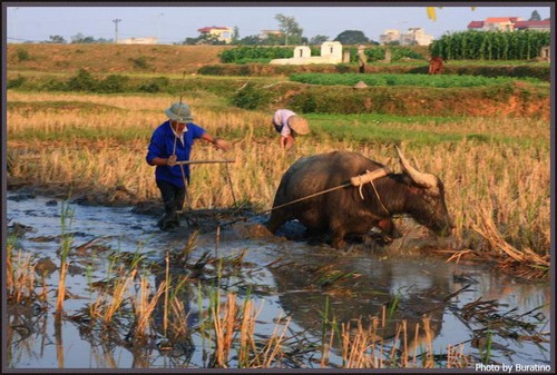 Mecanización agrícola contribuye a mejorar la producción de arroz en la llanura del Río Mekong - ảnh 1