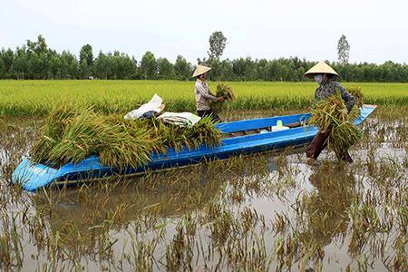 Reestructuración agrícola: tarea importante de Vietnam - ảnh 1