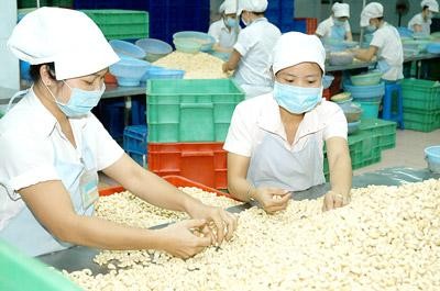 Aumenta valor exportable del anacardo de Vietnam en 2013 - ảnh 1
