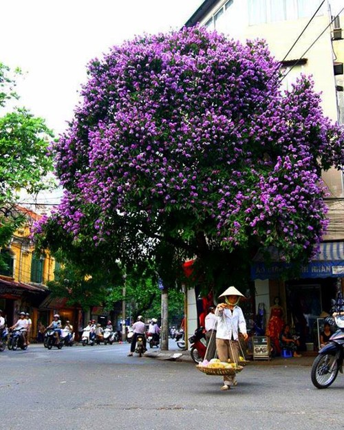 Hanoi en los últimos días del otoño  - ảnh 4