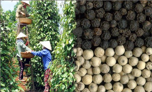 Vietnam mantiene primacía exportadora de pimienta - ảnh 1