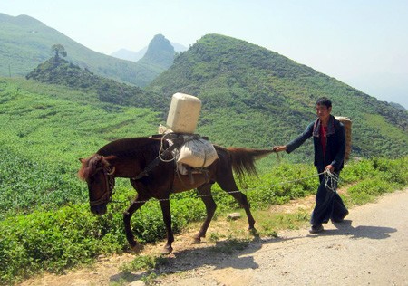 El caballo en la vida de montañeses en el Noroeste de Vietnam - ảnh 1