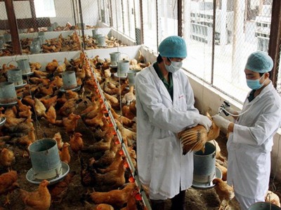Vietnam se esfuerza en evitar contagio de virus H7N9 - ảnh 1