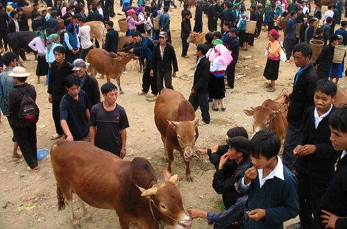 Característico bazar de animales domésticos de Ha Giang - ảnh 2