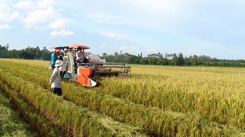 Elaboran una estrategia a largo plazo de producción de arroz exportable - ảnh 1