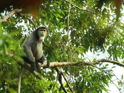 Instan a conservación sostenible de fauna salvaje en Vietnam - ảnh 1