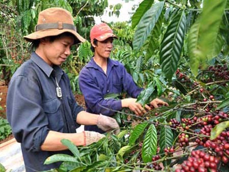 Tratado de TPP: motivación para la renovación del sector agrícola de Vietnam - ảnh 1