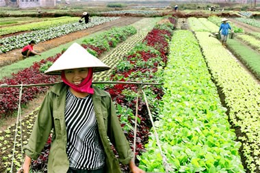 Tratado de TPP: motivación para la renovación del sector agrícola de Vietnam - ảnh 2
