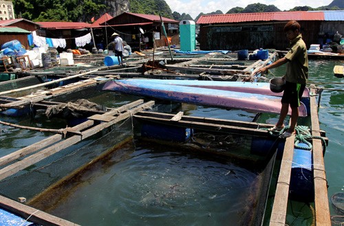 Vietnam prevé en 7 mil millones de dólares la exportación de productos acuáticos - ảnh 1