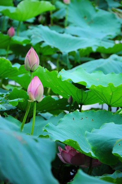 Disfrute de la belleza pura de la flor de loto