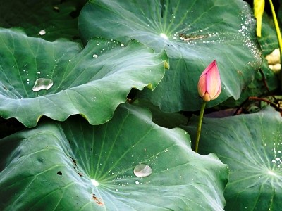 Disfrute de la belleza pura de la flor de loto - ảnh 2