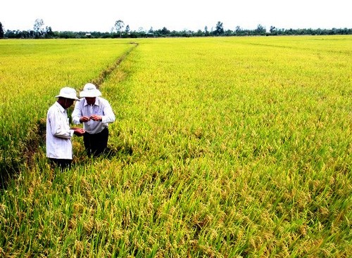Vietnam reestructura agricultura hacia la sostenibilidad - ảnh 1