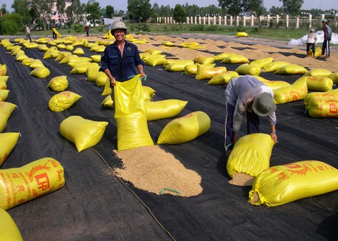 Vietnam aboga por aumentar el valor del arroz de exportación - ảnh 1