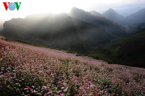 La maravillosa belleza de flores de alforfón en Si Ma Cai - ảnh 6